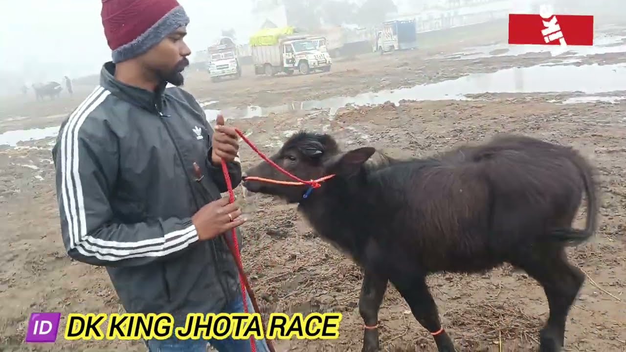 मेरठ की सबसे 💥 बड़ी पशु मंडी 🔥 ऊना कटड़ा बहुत सस्ते सस्ते👌बिक्री के लिए। #new #sardhana #meerut 