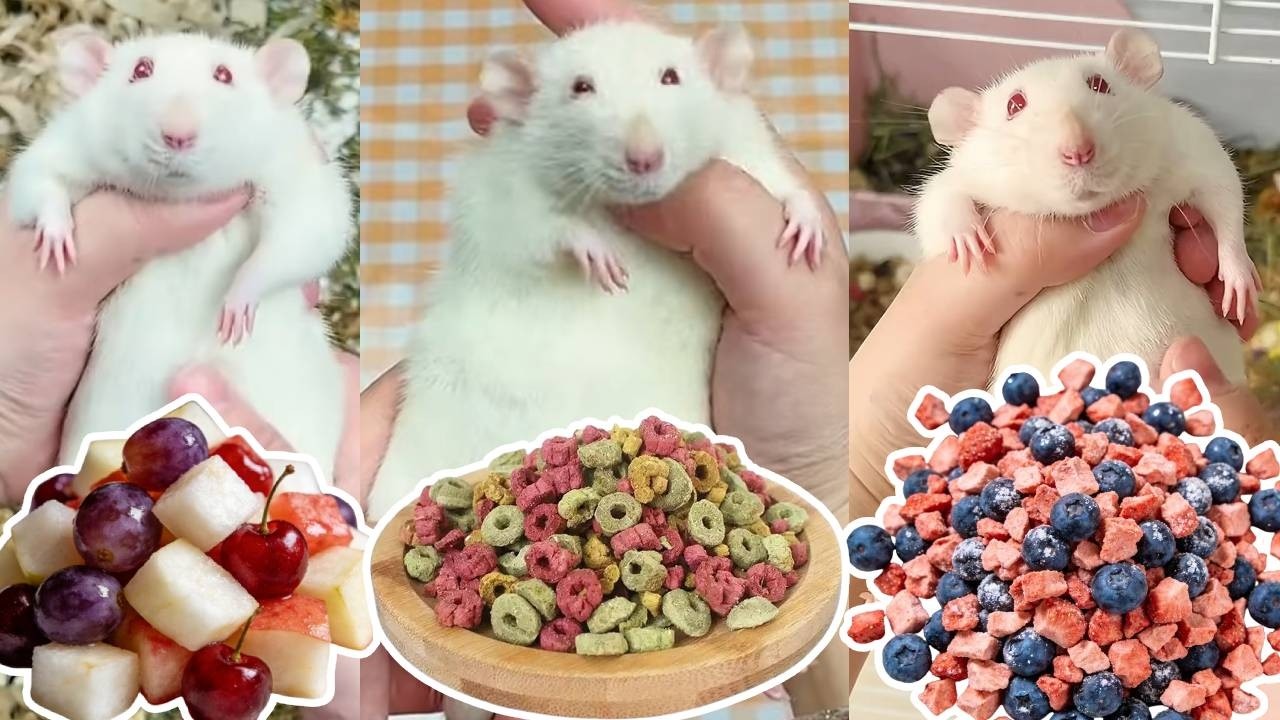 小嘿妹要生娃了？鼠妈连忙给嘿妹搭窝坐月子餐，结果是个大乌龙！🐹【一只笨鼠】