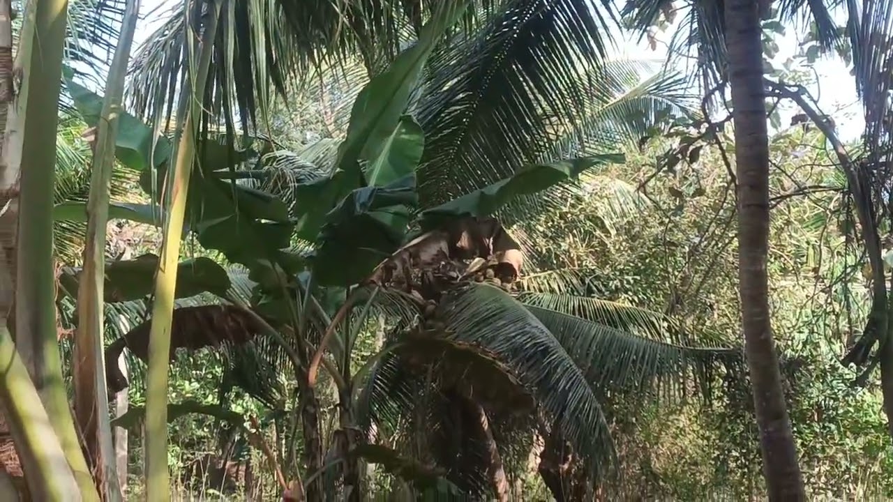 தென்னைமர தோப்பு இன்று காணொளி  தோழர்களே