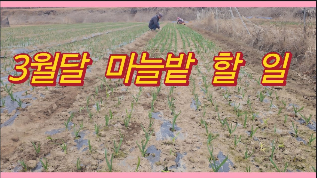 3월달 마늘밭 할 일(농사의신)