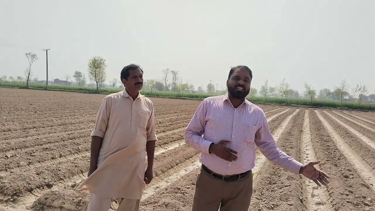 کاشت کار حضرات اگیتی کپاس کی بجائی مارچ کے مہینے میں مکمل کر لیں 