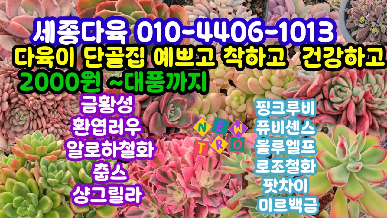 #다육이쇼핑 #세종다육 010-4406-1013 (26.2.18)🌸올해 나에게 주는 선물 알차게 챙기세요 🤗
