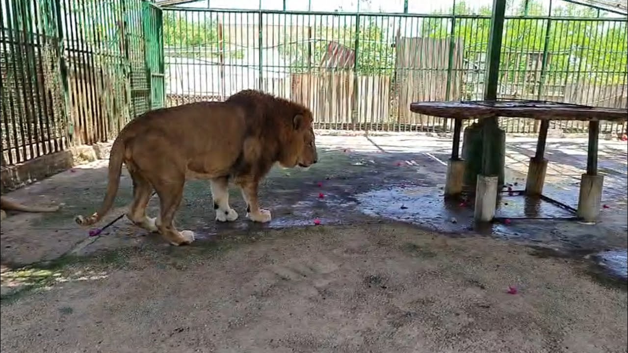بعض الأحكام التي تتعلق بالأسد