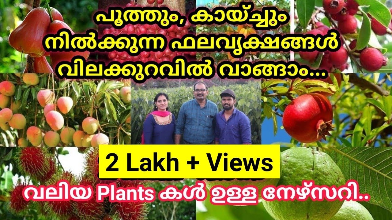 കായ്ച്ചുനിൽക്കുന്ന വലിയ ഫലവൃക്ഷങ്ങൾ വിലക്കുറവിൽ വാങ്ങാം..