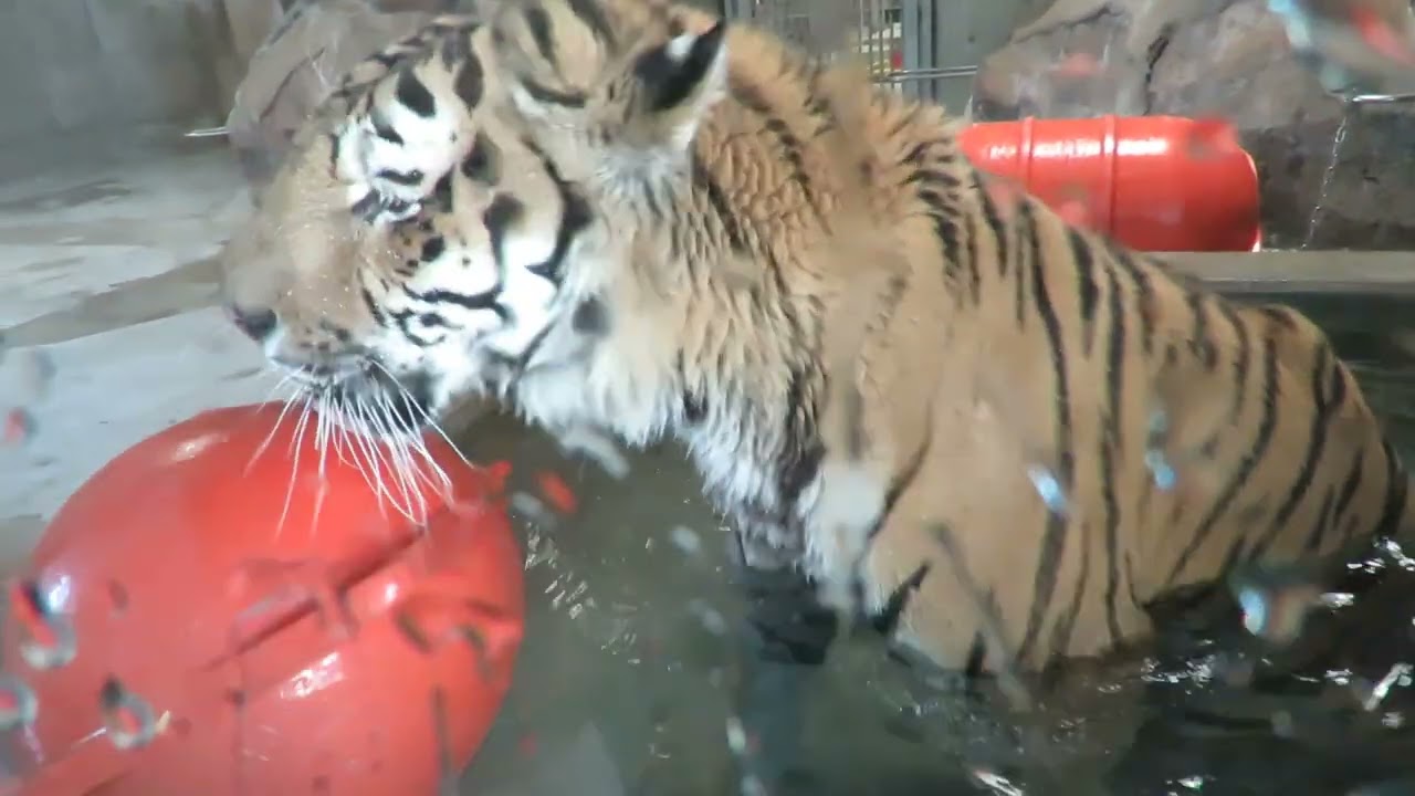 【天王寺動物園】アムールトラ・ショウヘイくんデビュー2日目