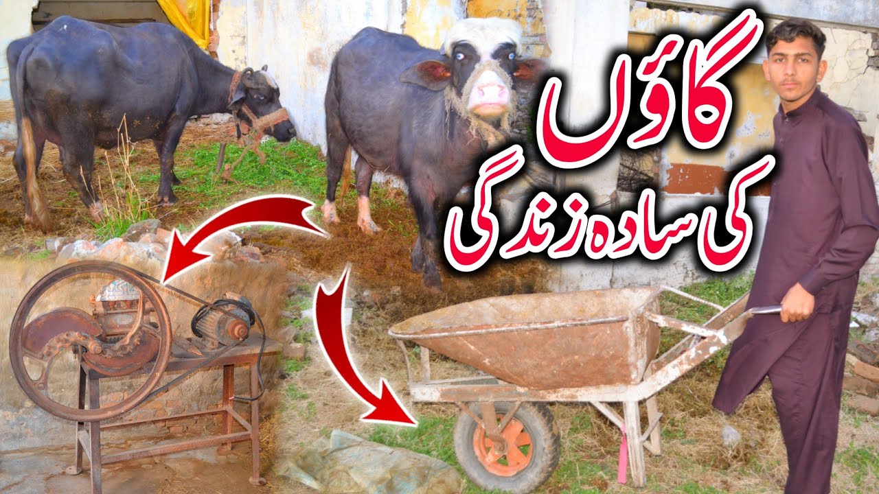 Desi Simple Village Life in Mirpur Azad Kashmir | Old Kashmiri Culture