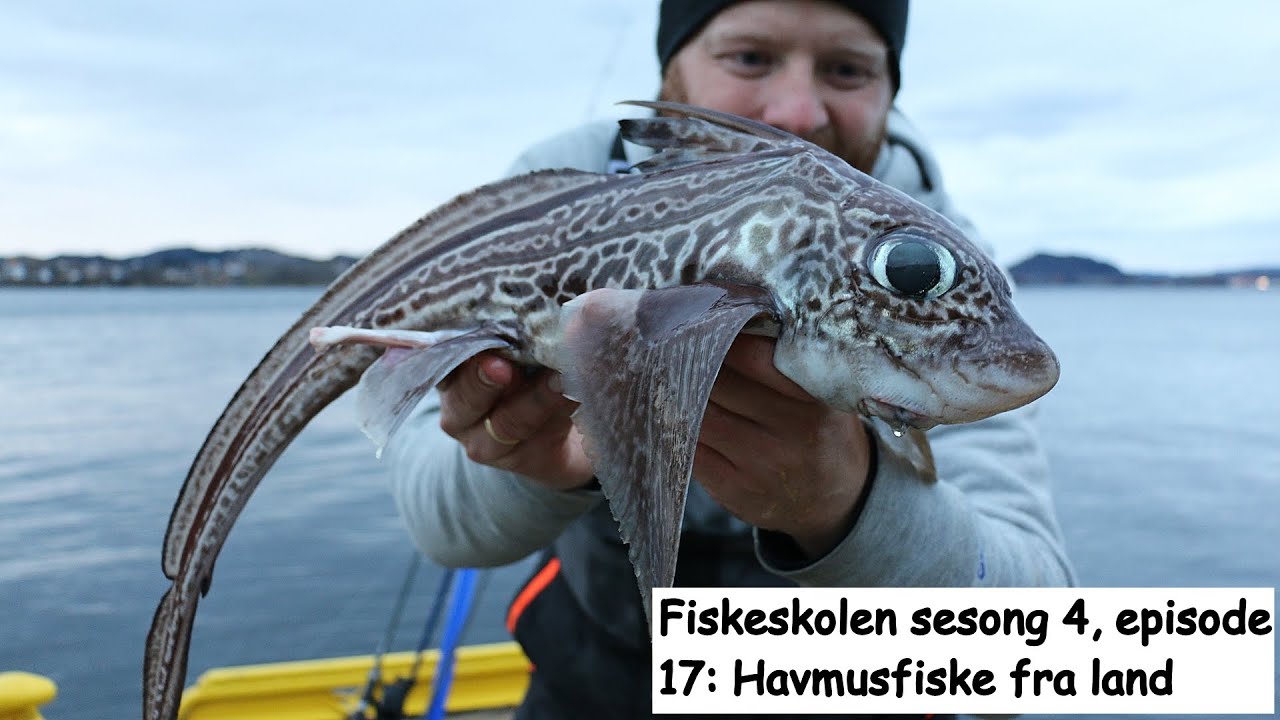 Fiskeskolen sesong 4, episode 17: Havmusfiske fra land