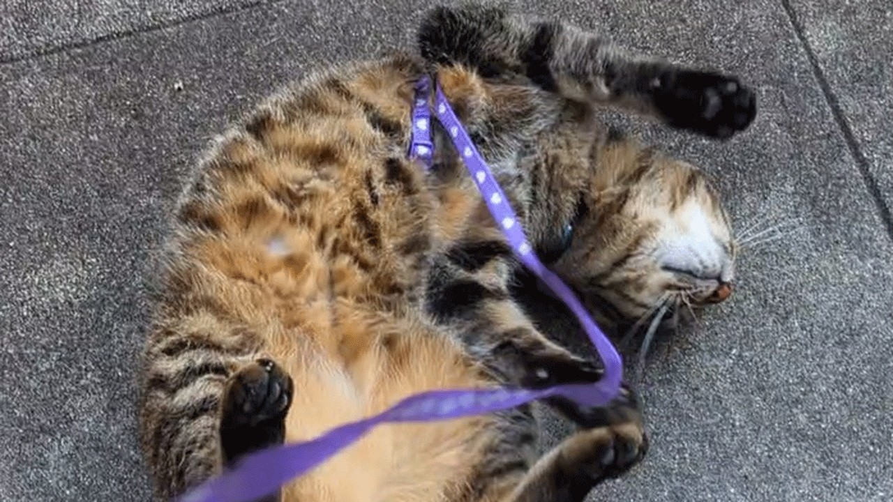 初めて外に出て浮かれた猫がハーネスに絡まりました