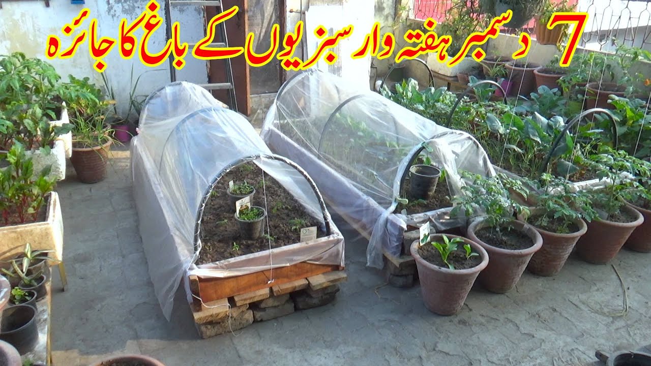 7 December Weekly Vegetable Garden Overview | Winter Vegetables Growing Fast | Kitchen Gardening
