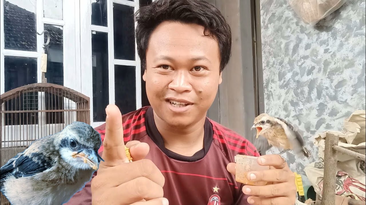 Tips agar cendet bonding, jinak, pomah sampai dewasa