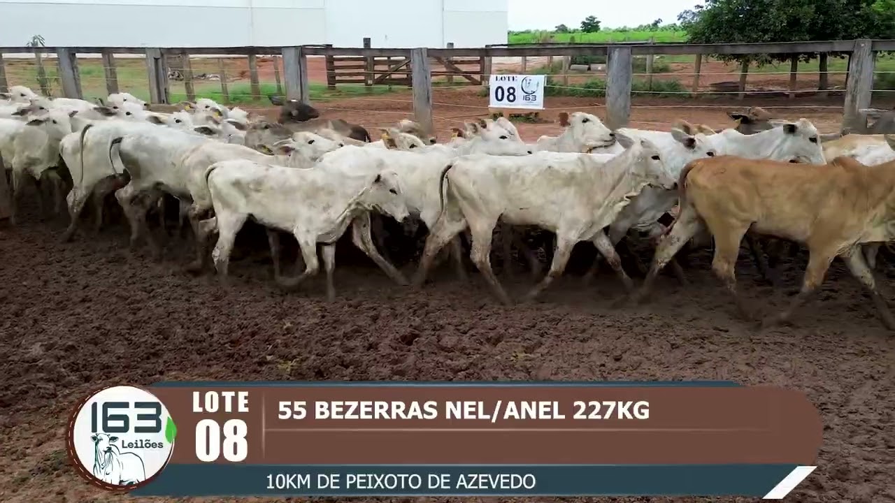 lote 08