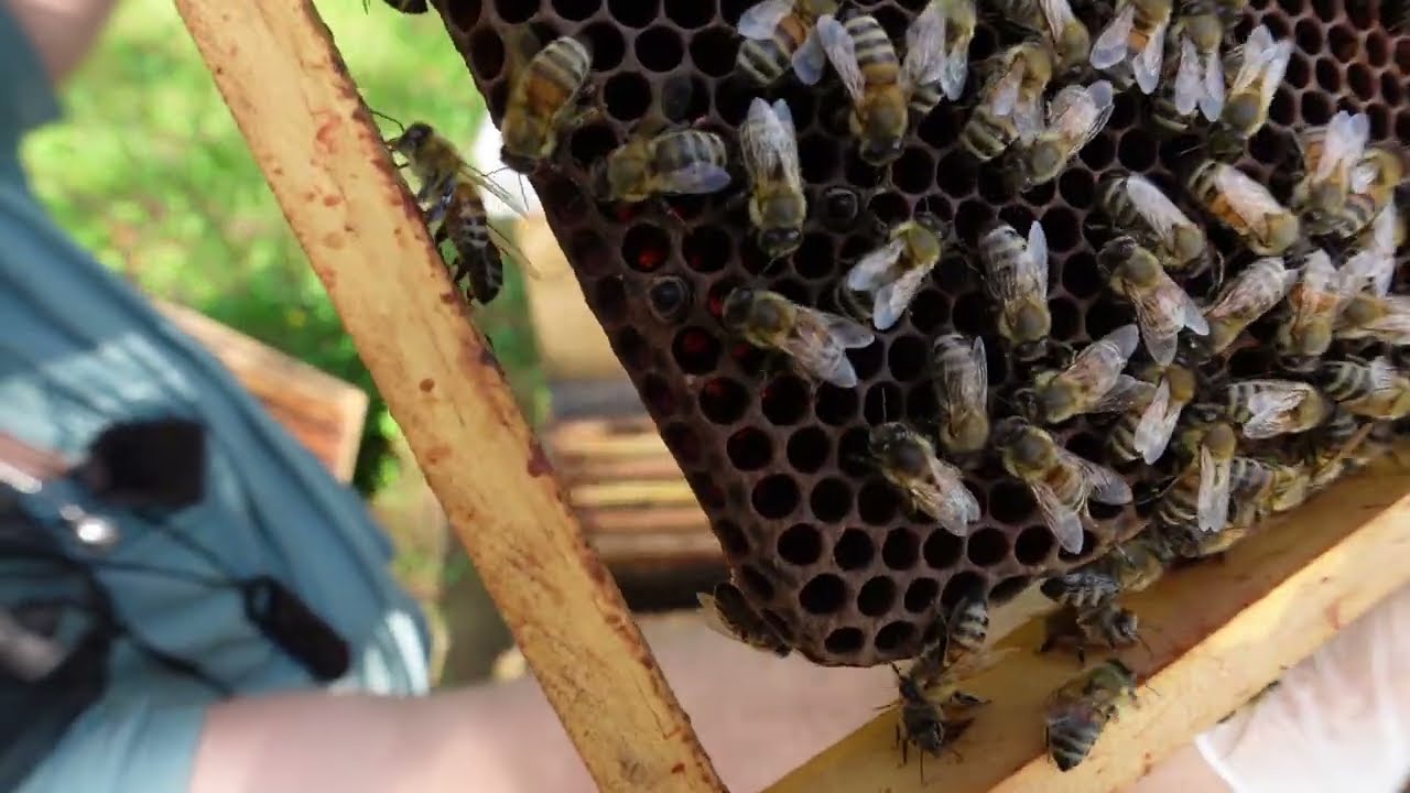 ✨ Erste Große Durchsicht 2025 Uncut  – Was zeigt sich im Bienenvolk? 🐝🔍