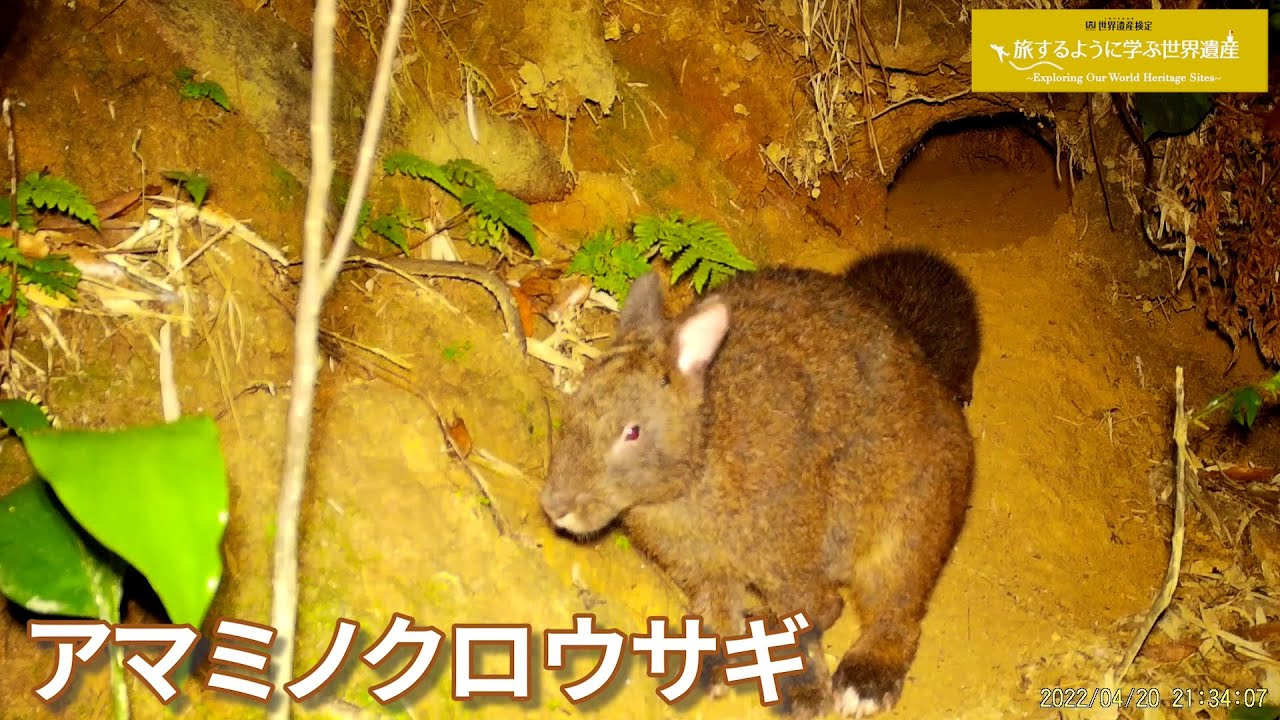 旅するように学ぶ世界遺産『奄美大島、徳之島、沖縄島北部及び西表島』