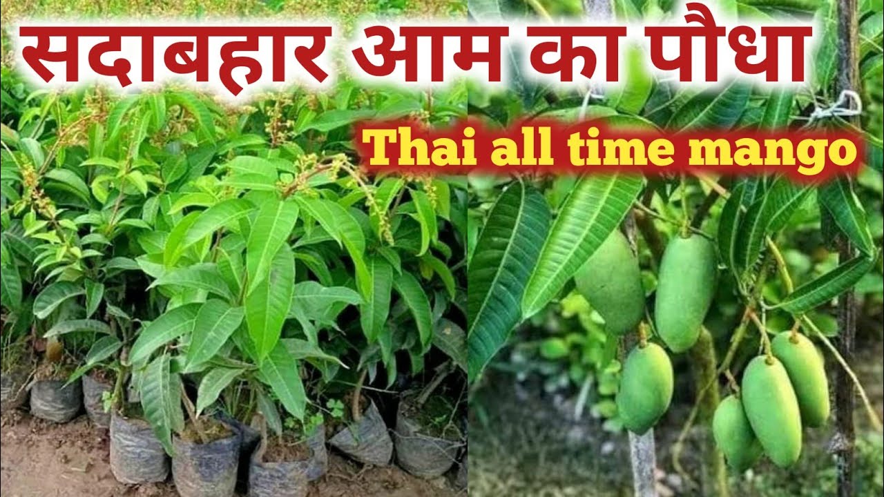 Thai all time mango plant|| how to grow Thai all time mango plant|| sadabahar aam ka poda #gardening