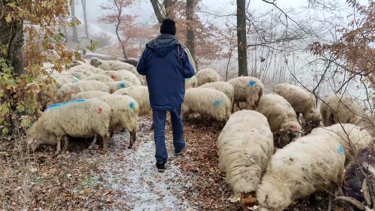 Toevallige ontmoeting met schapen en geiten in Kanne.
