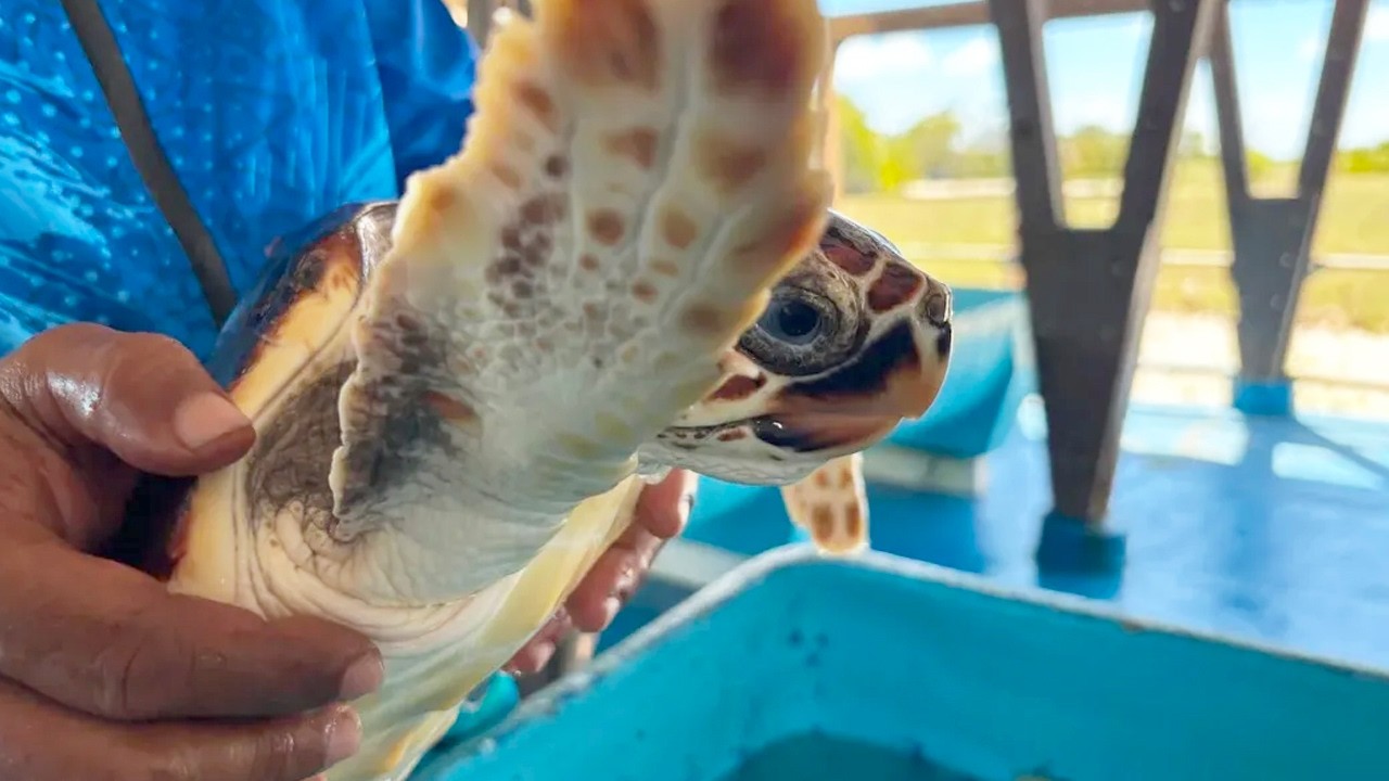 Centro de recuperación y cría de tortugas en Los Roques