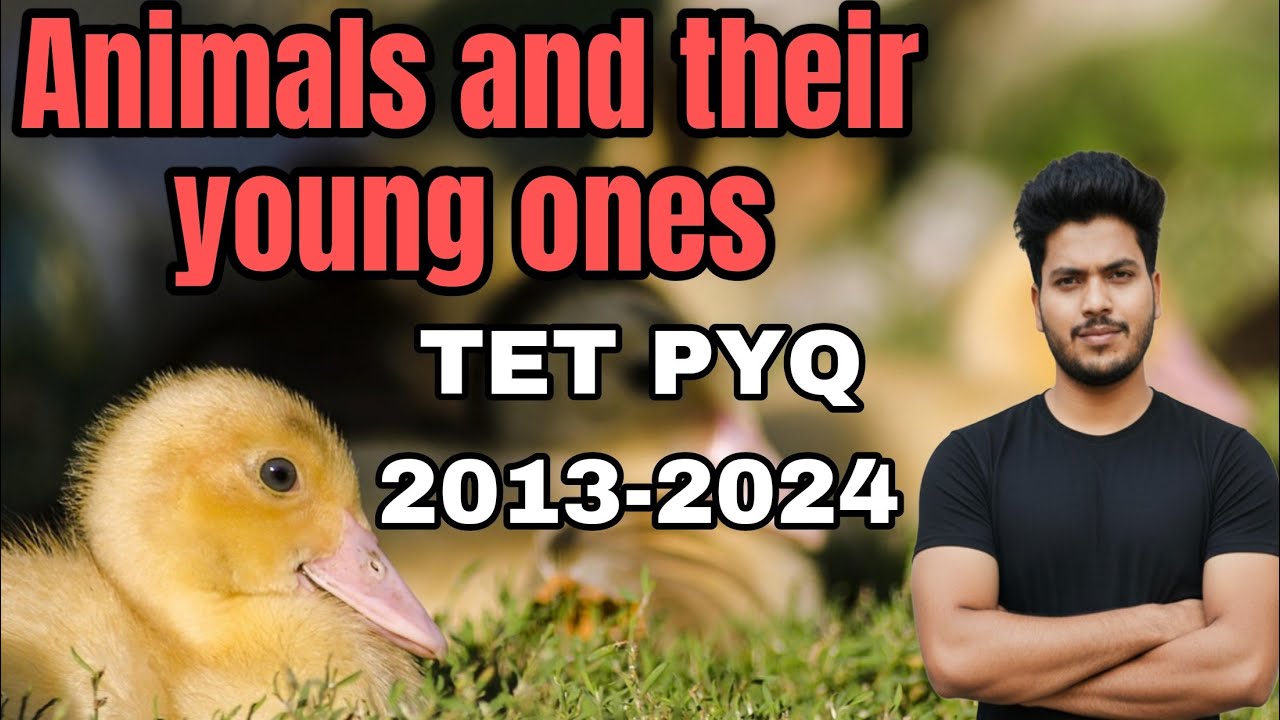 Maha Tet English important Pyq Animals and their young ones (2013-2024)