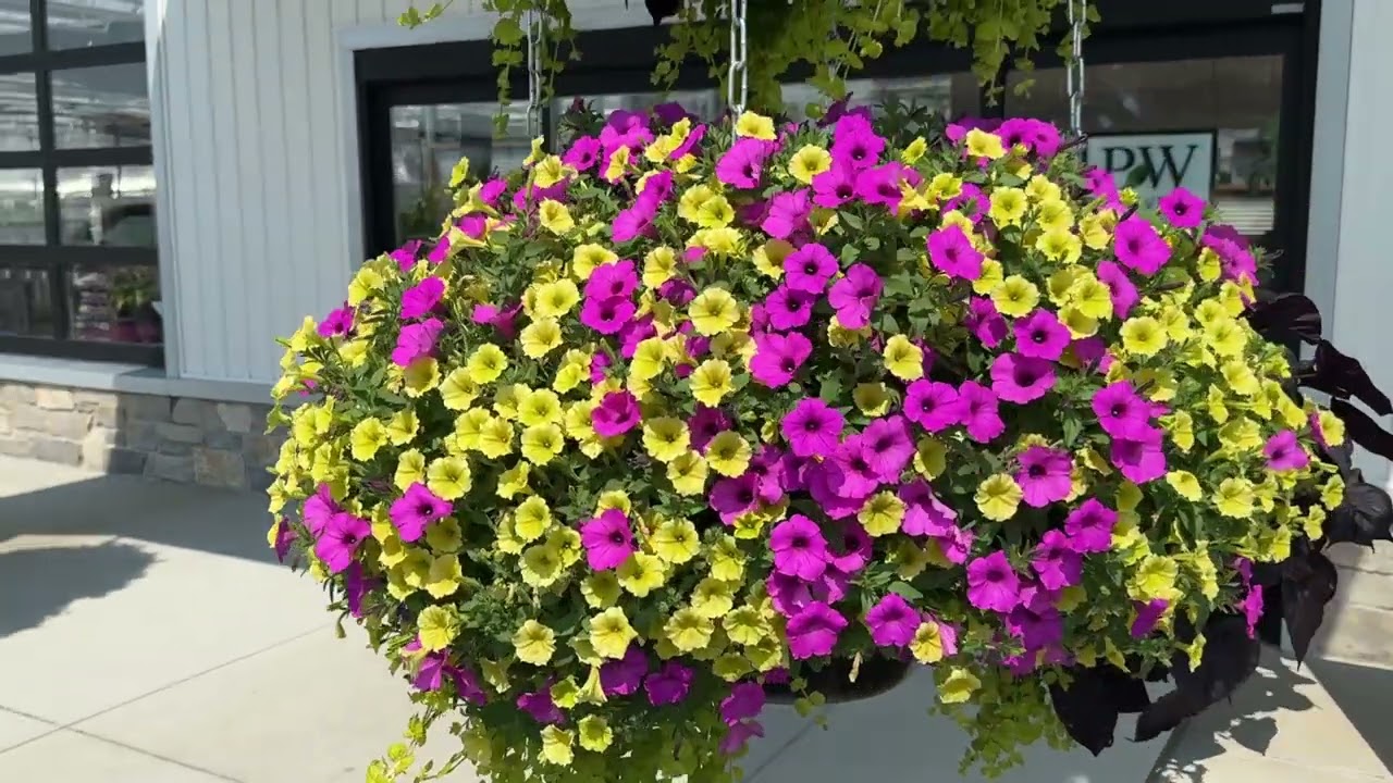 Front Landscape Update July 2024