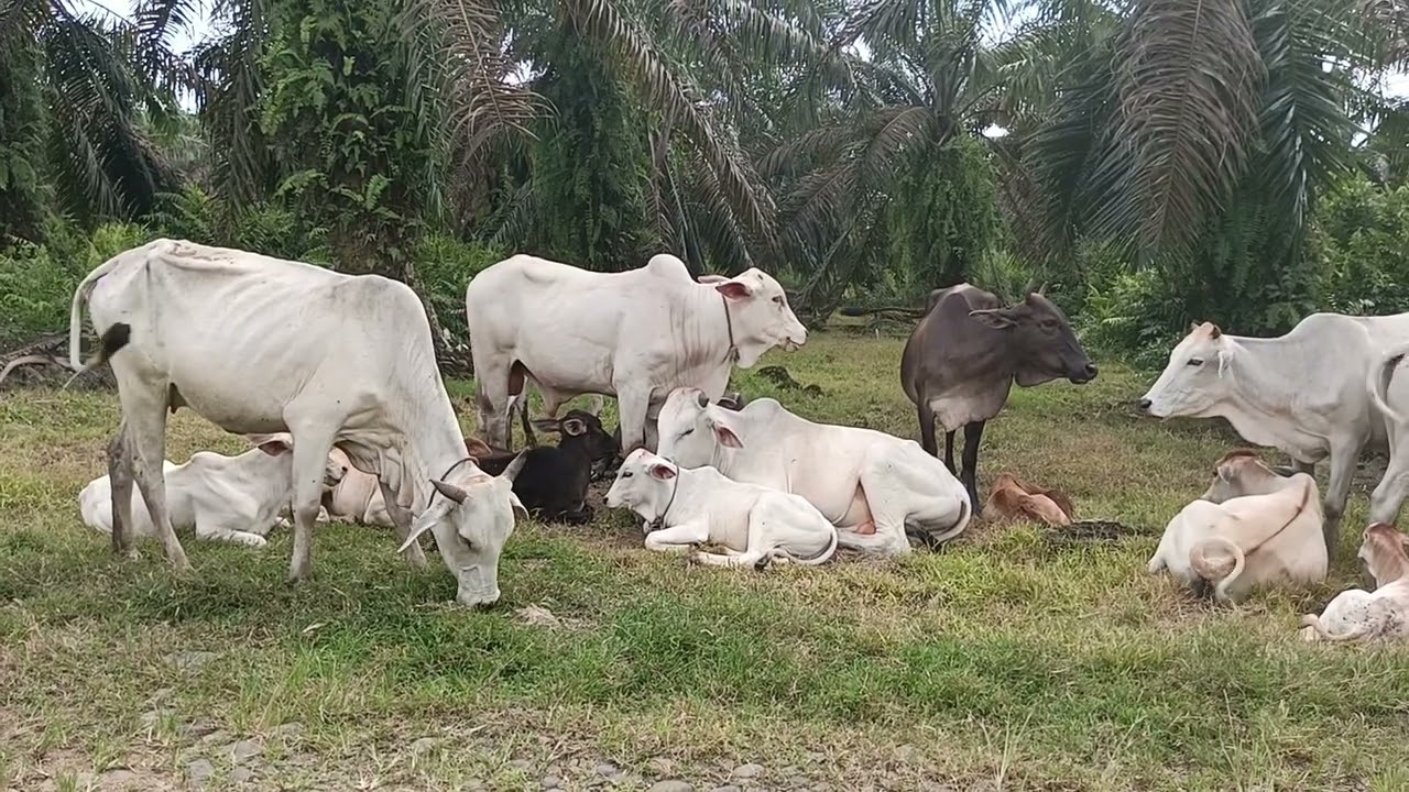 Suasana Lembu Di Sore Hari, 12/02/2026.
