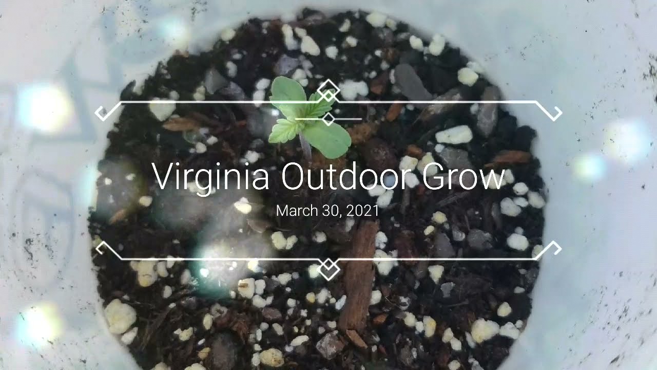 Virginia outdoor grow