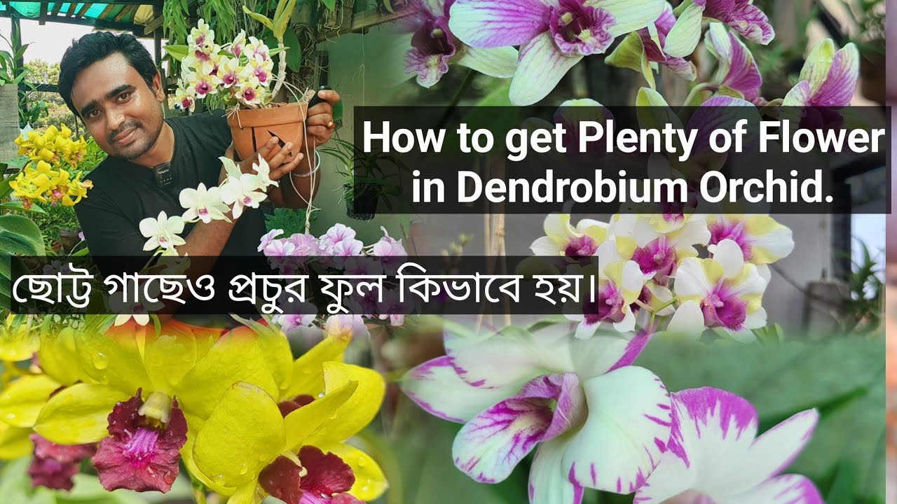 How to get Plenty of Bloom in Dendrobium Orchid