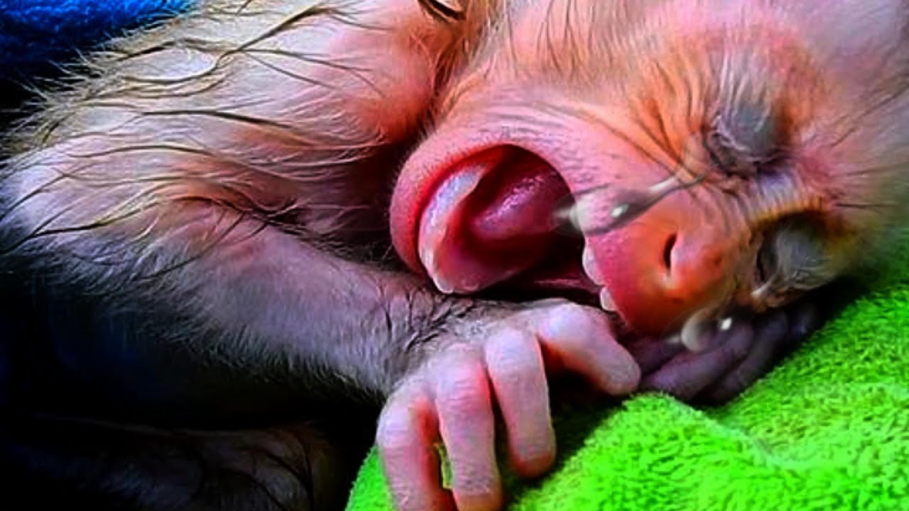 Love Monkey baby. #monkey #1million #monkeys #animals #babymonky #funnyvideo