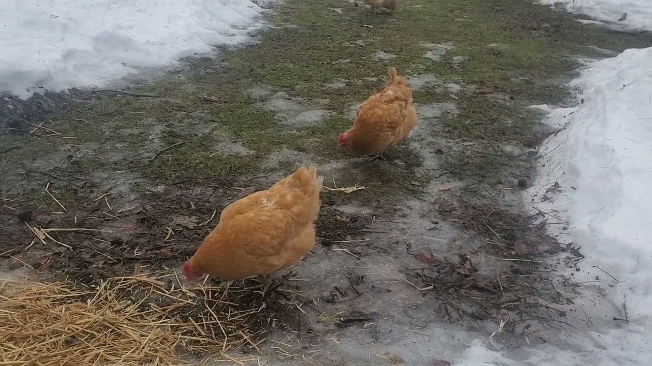 Lawn Care