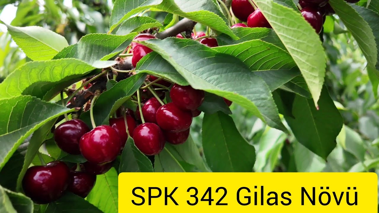 Spk 342 Gilas Növü Maksima 14 üzərində