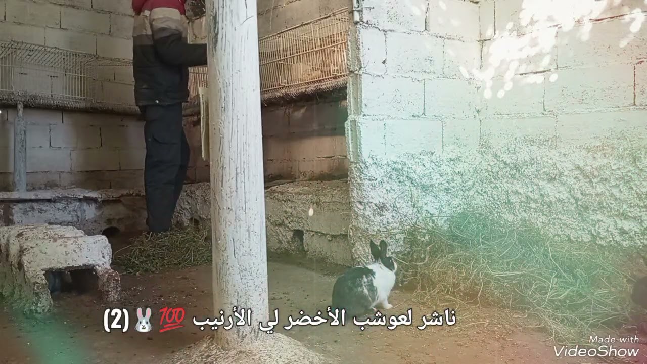 ناشر العوشب الأخضر لي لأرانيب 🐰🐰 (2)