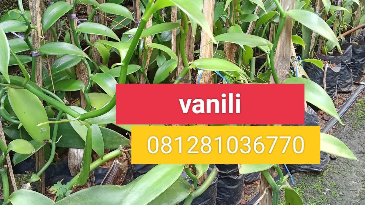 Jual bibit vanili