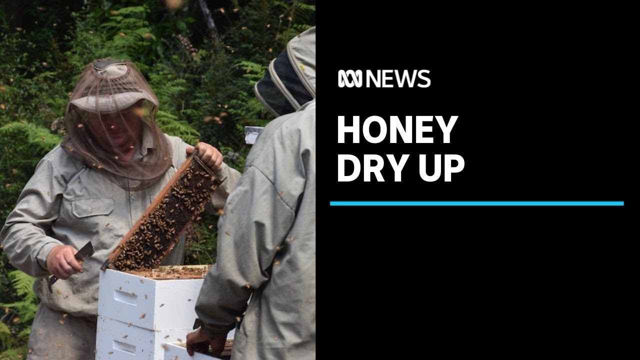Beekeepers on edge as Tasmanian rainforest dries out | ABC News