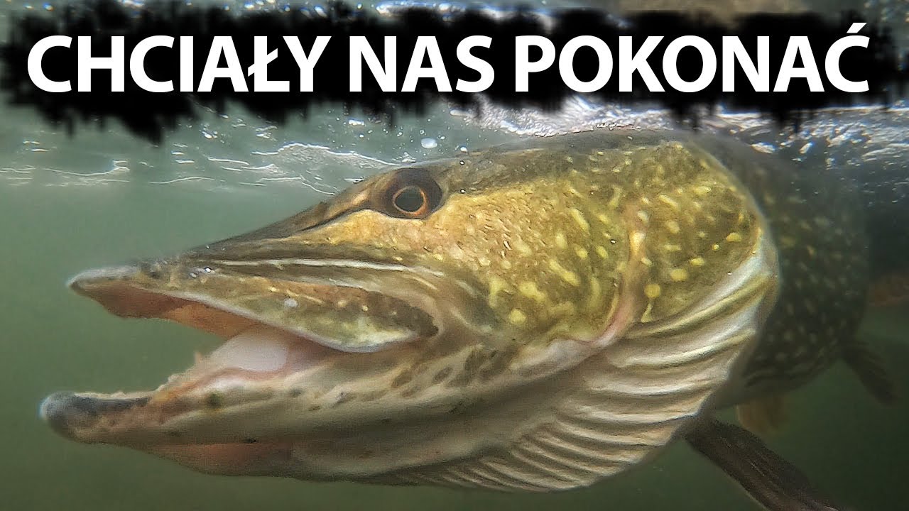 Wredne szczupaki - zimowa Rugia dzień 2