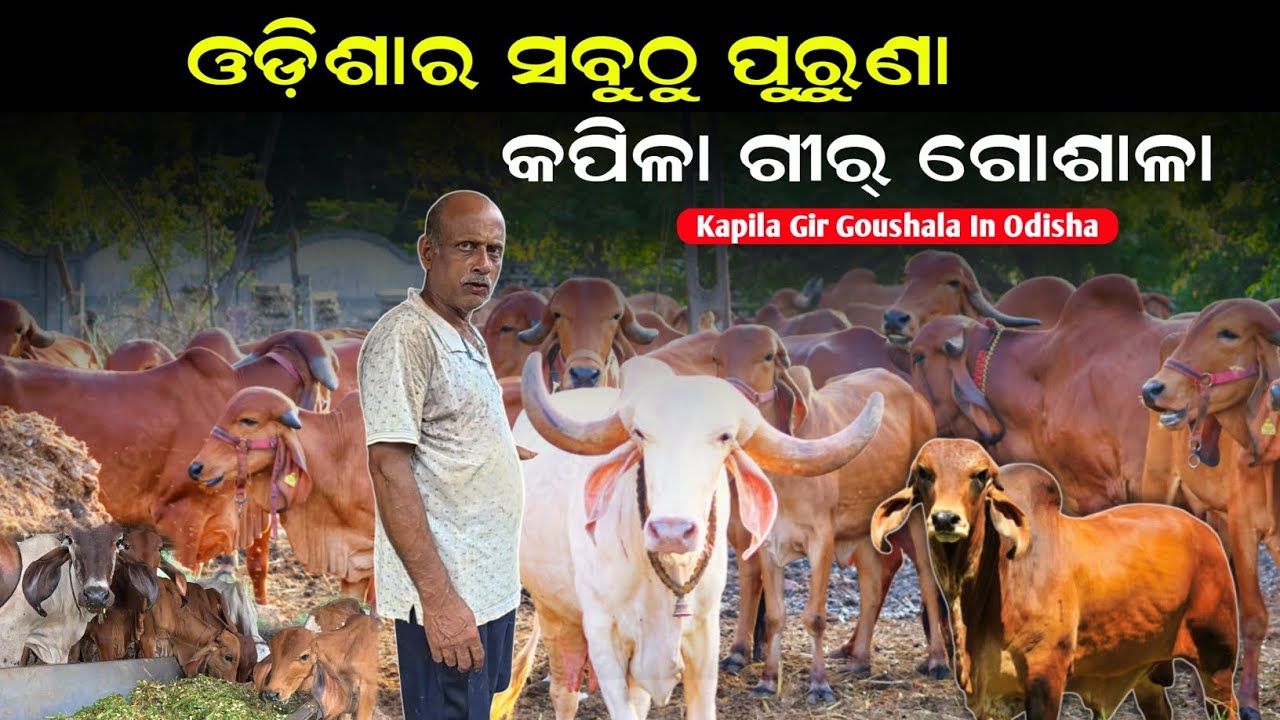 Odisha’s Oldest Kapila Gir Gaushala | Ancient Cow Conservation & Desi Breed Farming | Krushak sathi 