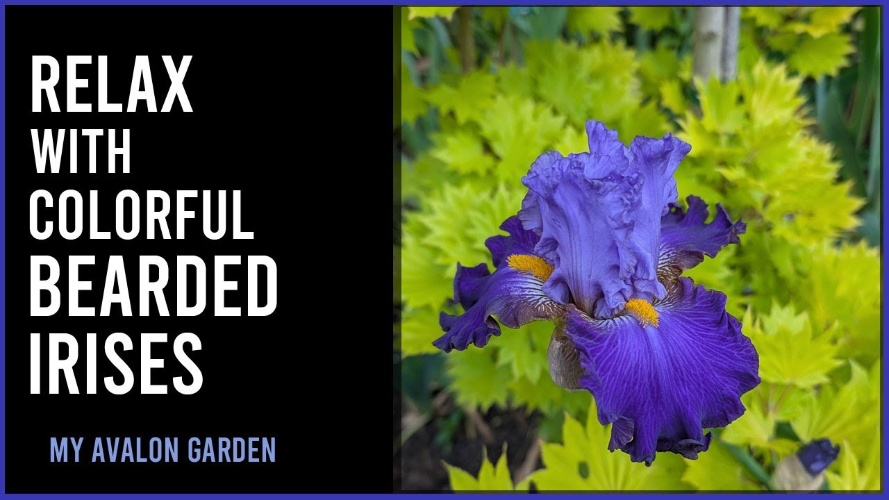 Relax with Colorful Tall Bearded Irises | My Avalon Garden