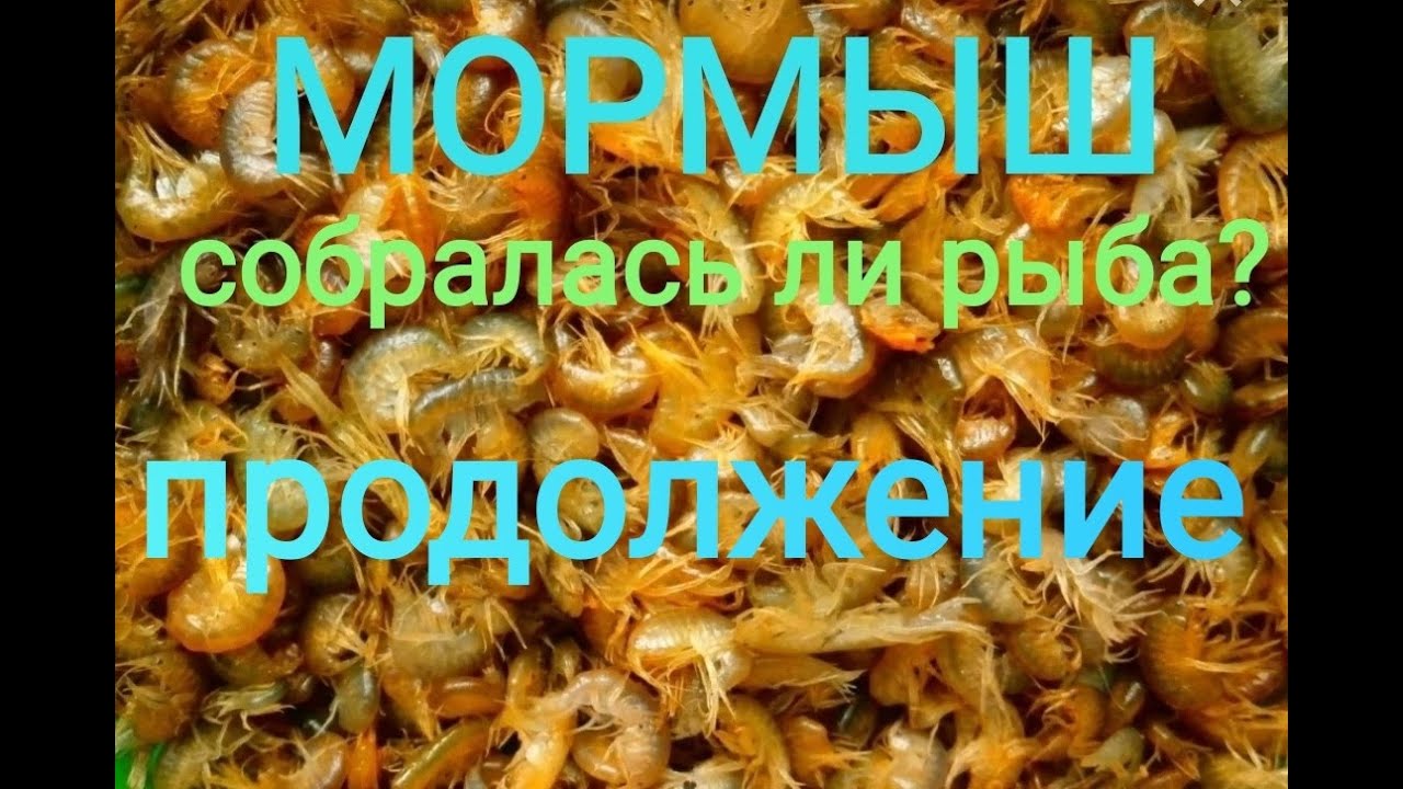 Бешенный клев. Мормыш. Продолжение.