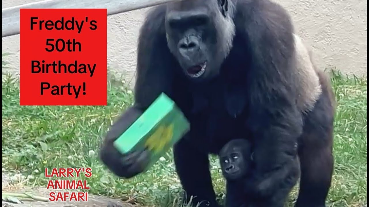 Горилла — вечеринка по случаю 50-летия Фредди #gorillas