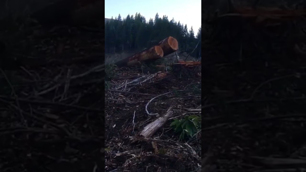 The mighty Cat 545 skidder #logging #cat #caterpillar