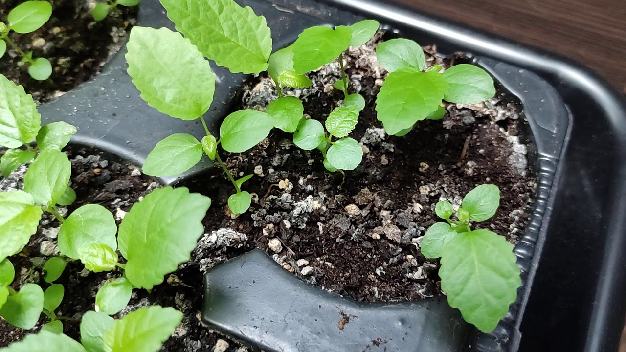 Figa Bursa Siyahi z nasion po 2 miesiącach od wysiania🌰🌱🌰🌱🌰