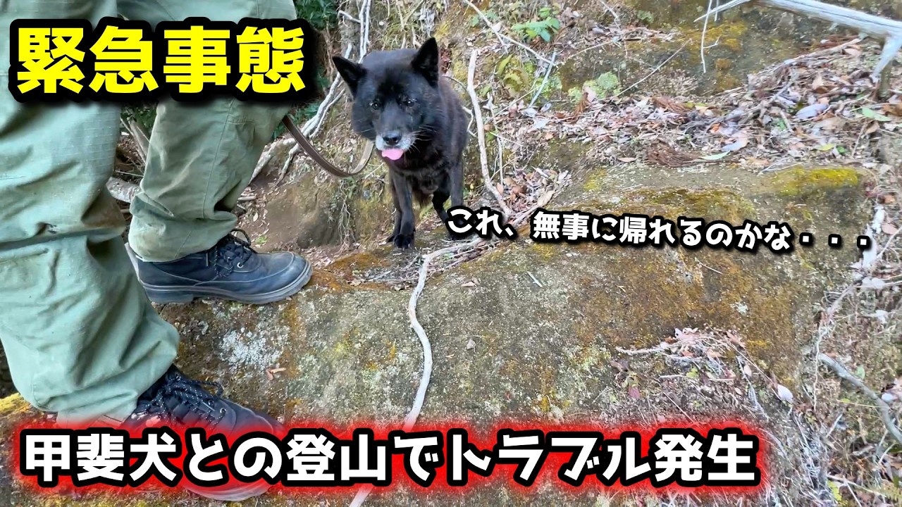 まさかの事態に絶句・・・甲斐犬と山登りしてたら野生動物の巣に迷い込んだ【甲斐犬と登山：高宕山編　第３話】