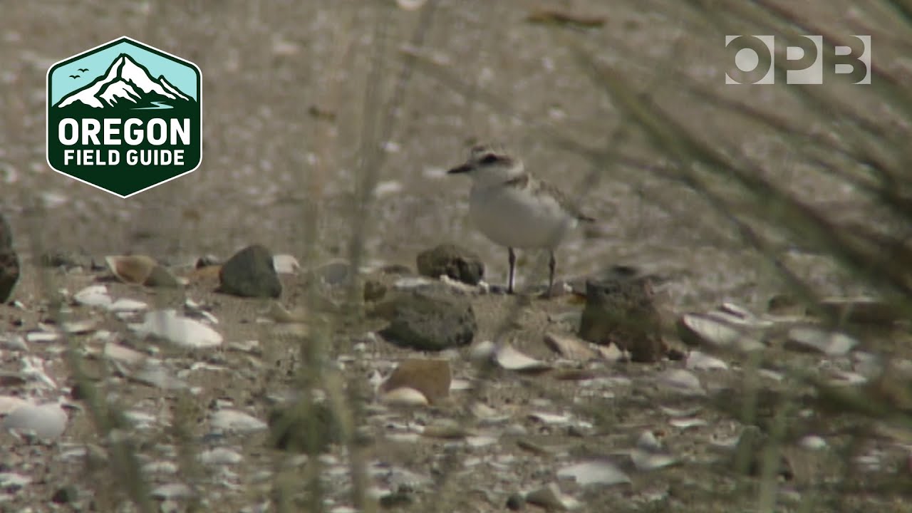 The Bulldozers Are Here to Save the Snowy Plover | Oregon Field Guide from the OPB Archives