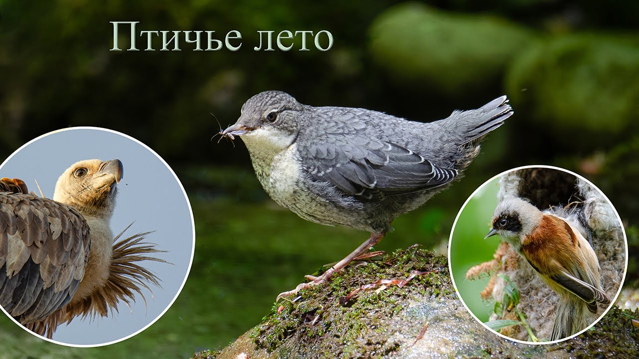 Птичье лето