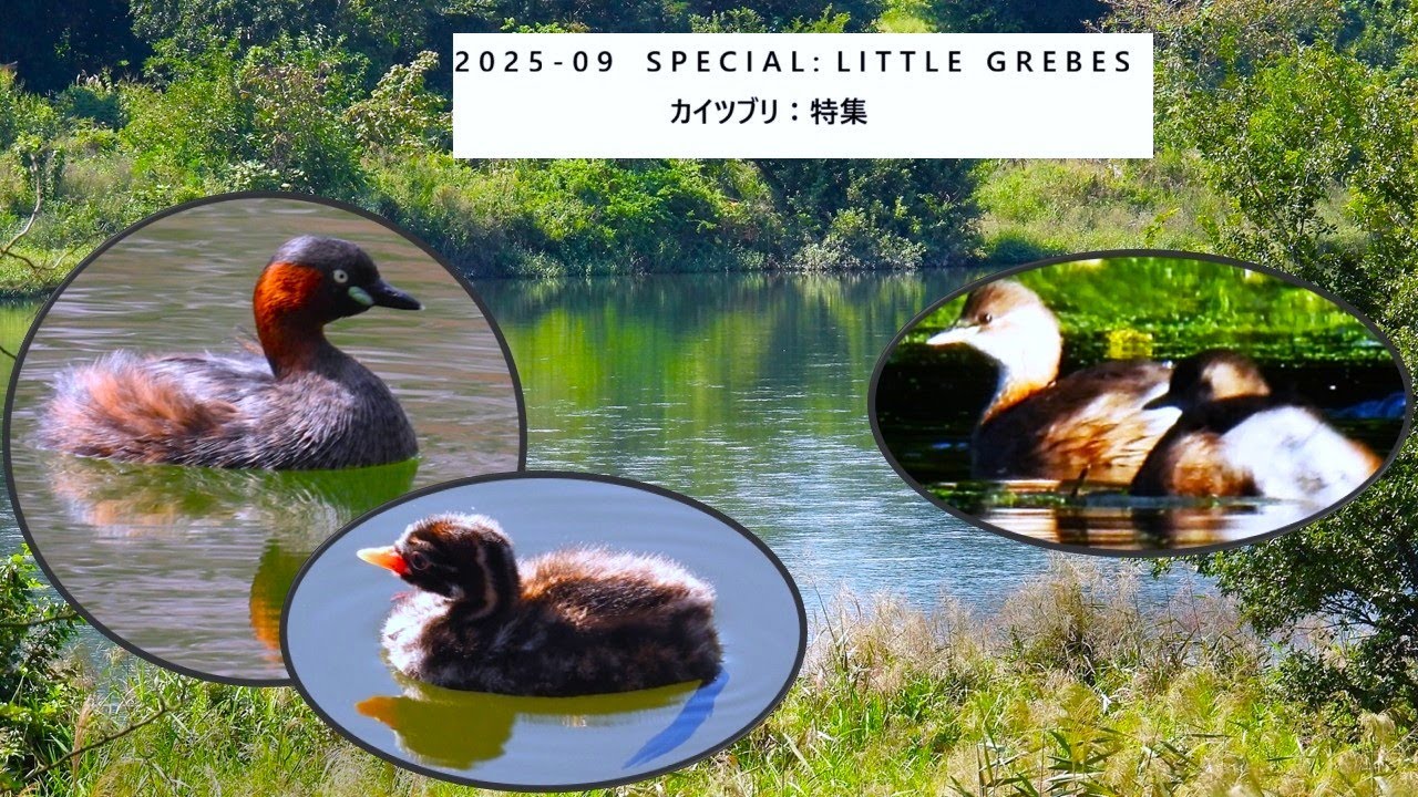 2025-09 Special: little grebes - カイツブリ：特集