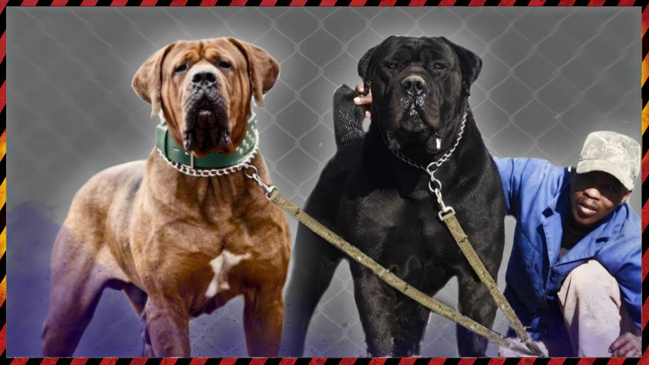 THE 10 MOST DOMINANT DOG BREEDS