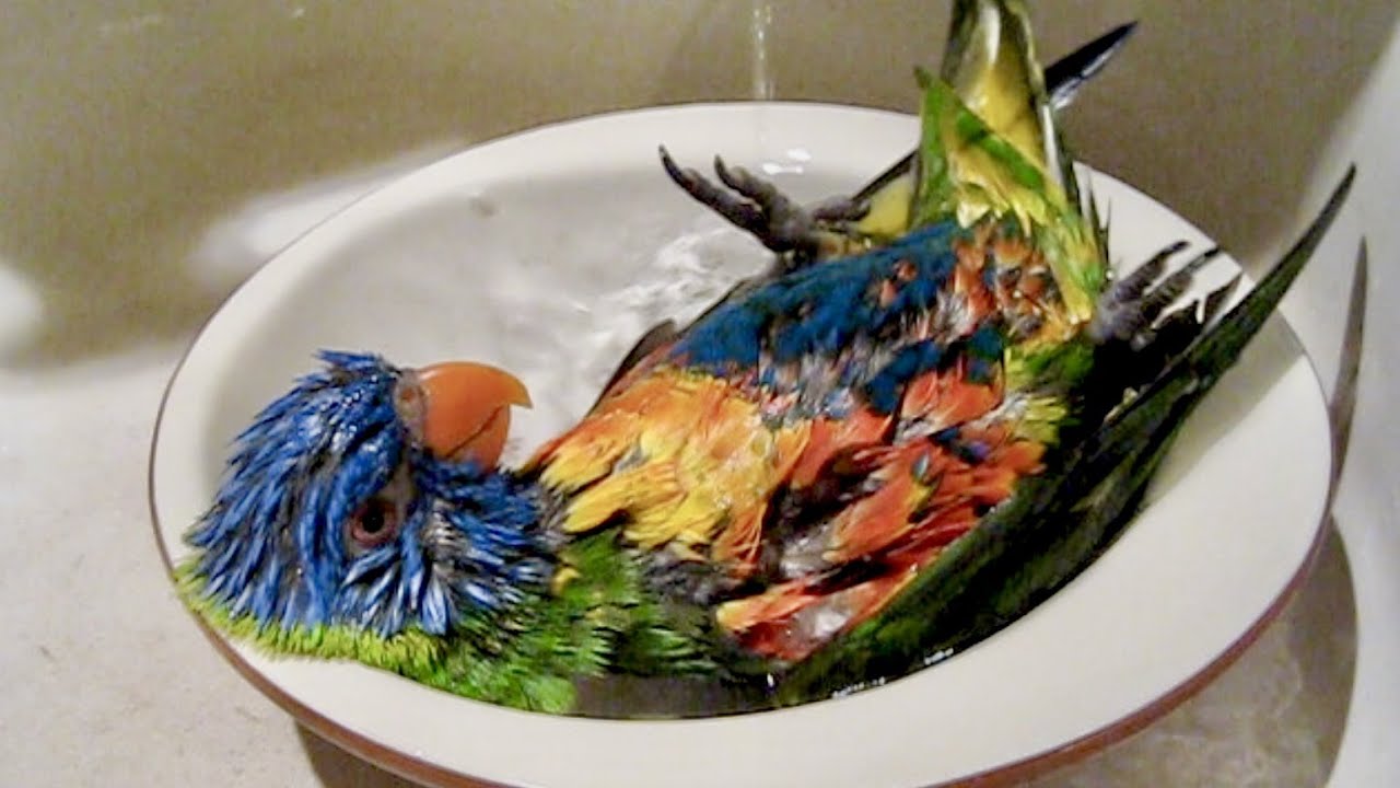 Rainbow Lorikeet taking a bath. Lorysa Tęczowa bierze kąpiel.