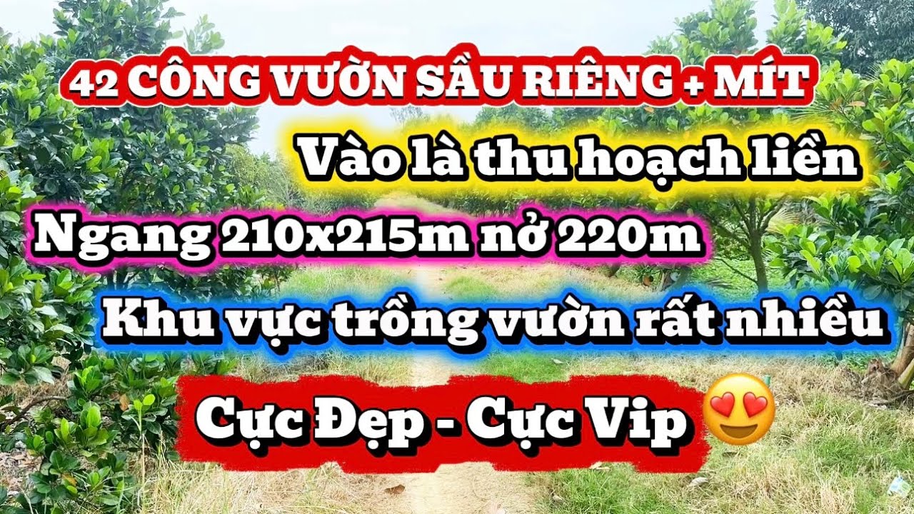 ( số 25 ) 42 công đất trồng vườn cực đẹp - vào là thu hoạch - đất tại Mộc Hoá - Long An