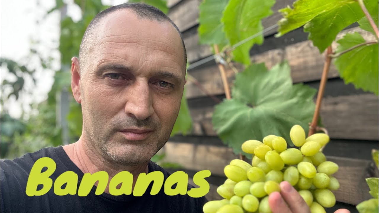 Soiul Bananas , struguri de masa aroma de banana si ananas . Vita de vie de colectie.