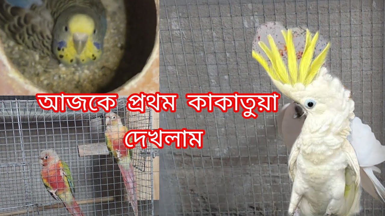 আজ প্রথম কাকাতুয়া দেখলাম #birds #vairalvideo #birdspecies 