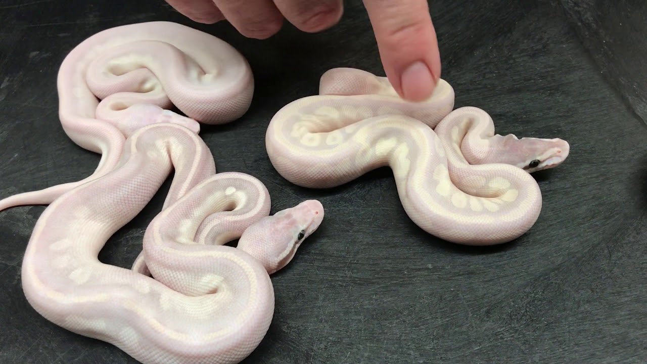 Super Bamboos, Special Bamboos, and other White Ball Pythons!