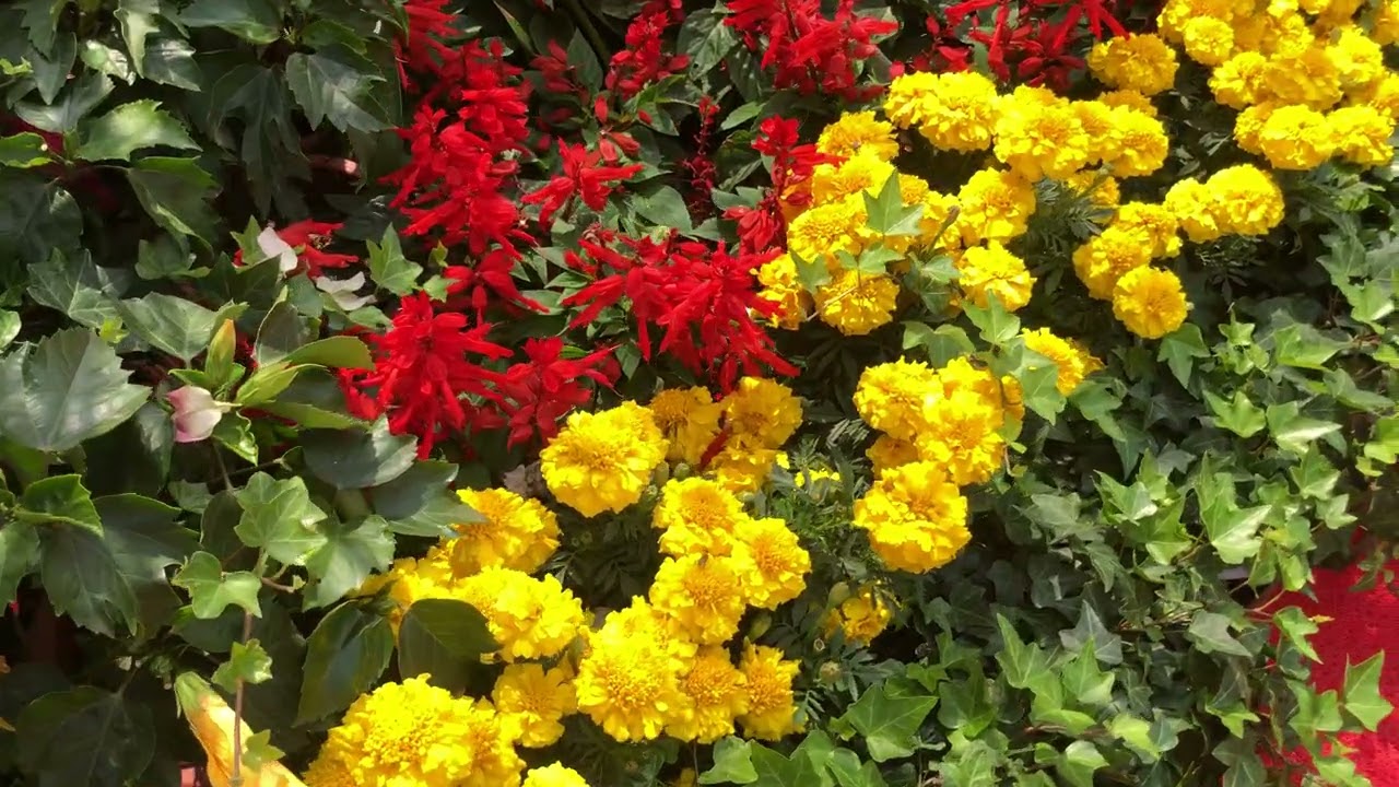 Chinese New Year Lucky Flowers And Plants 🇲🇴🧧
