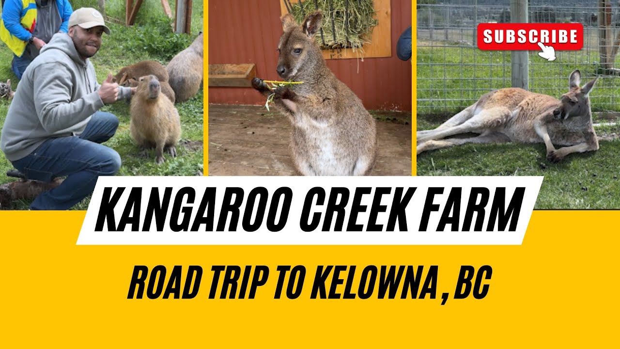 Chilling with Capybaras, Kangaroos, Wallabies, and More! | Kangaroo Creek Farm in Kelowna